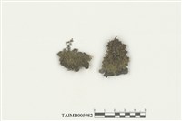 藏品(尖葉扁萼蘚)的圖片